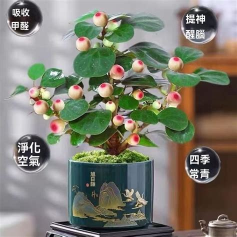 菩提樹種植